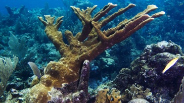 Elkhorn coral